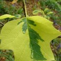 Liriodendron tulipifera 'Variegata'